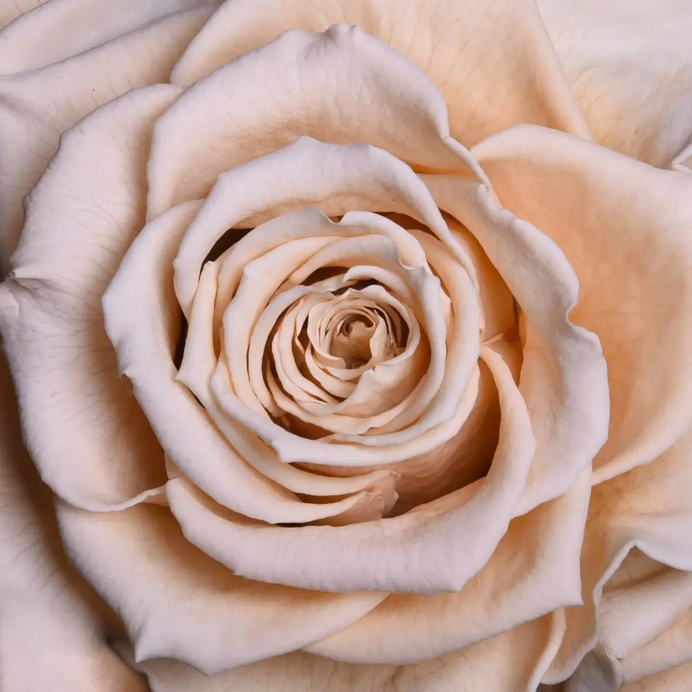 THE BLOOMING - ROUND CRYSTAL WHITE ARRANGEMENT BIG