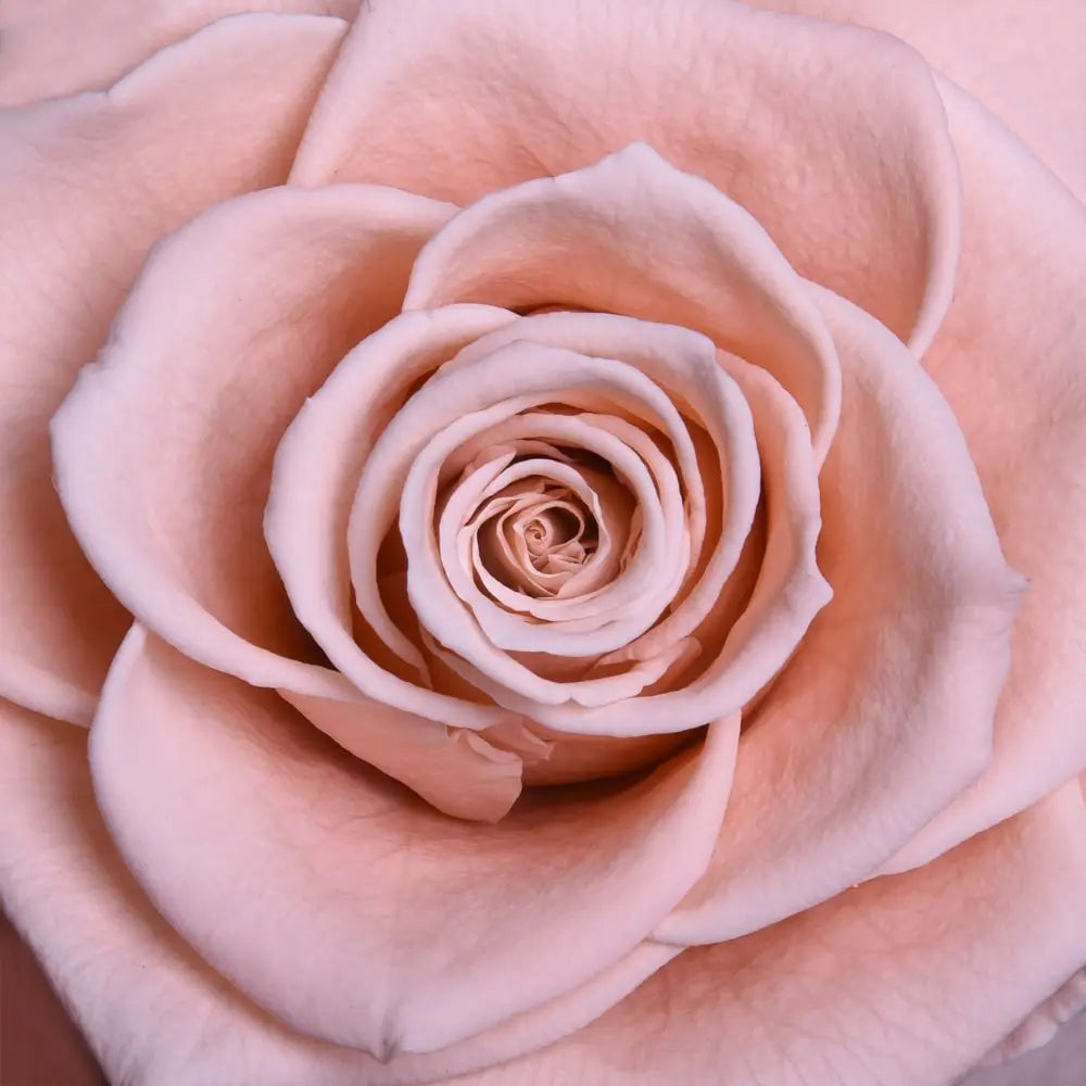 THE BLOOMING - ROUND CRYSTAL WHITE ARRANGEMENT BIG