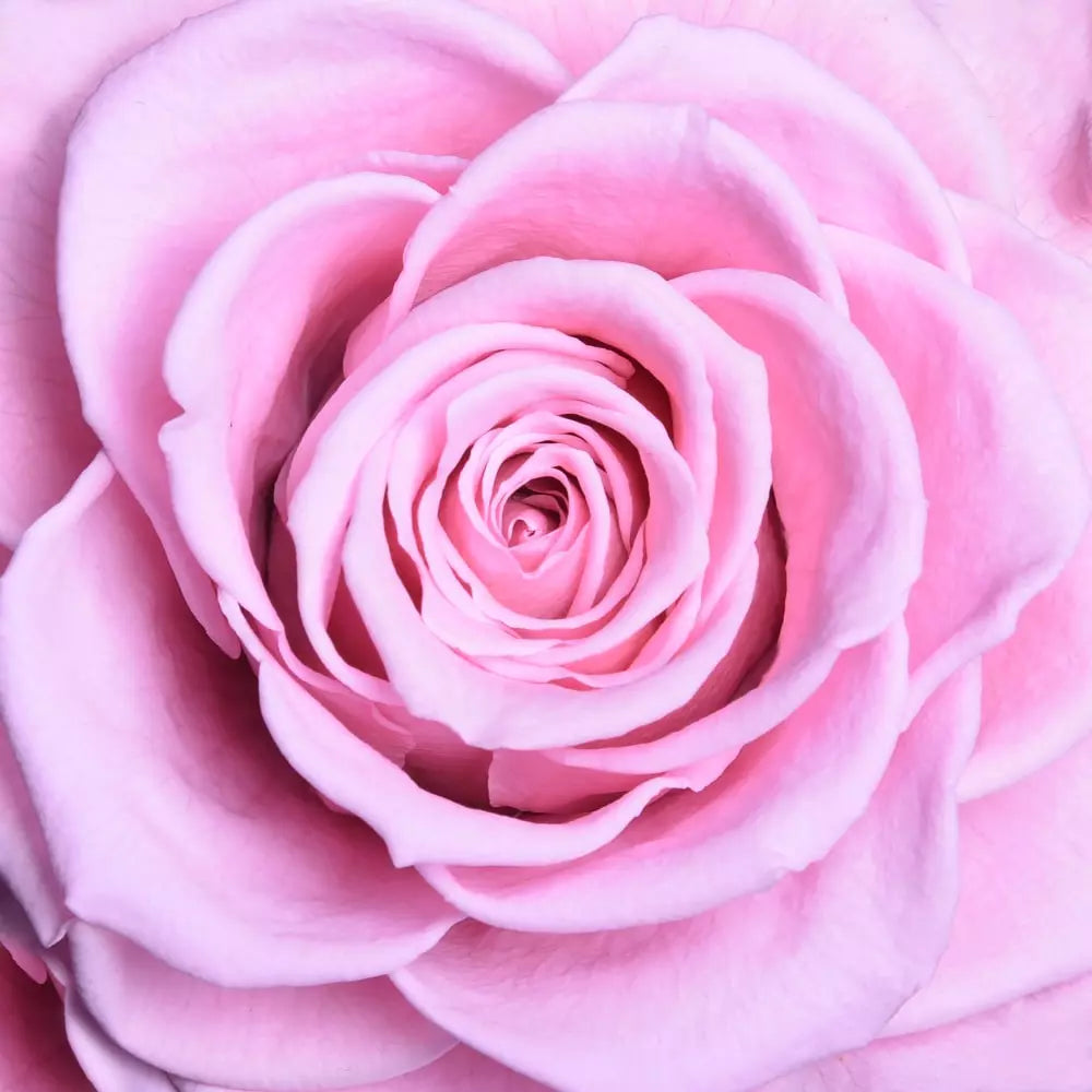 Pink Carousel Roses ORO FOREVER ROSE CAROUSEL – MyForeverRoseUAE - House of Luxury General ...