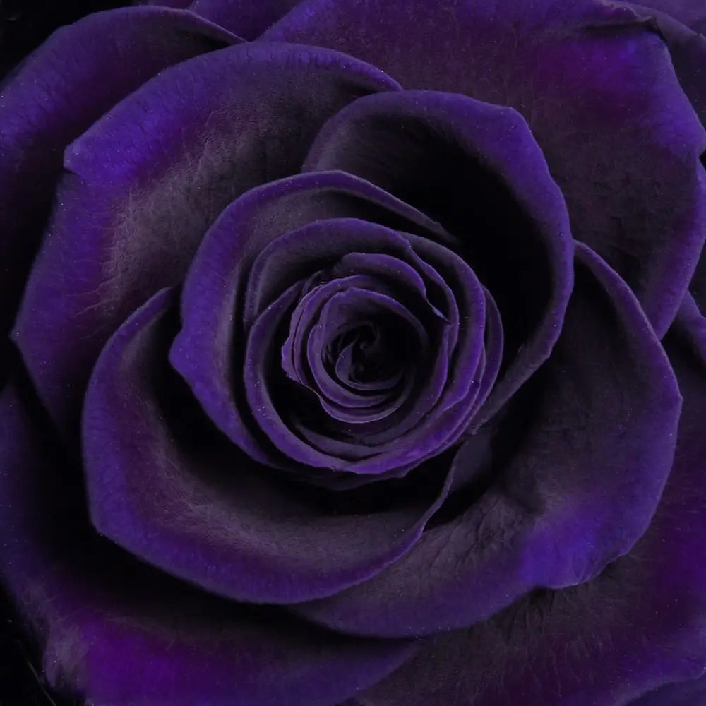 Carousel Roses ORO FOREVER ROSE CAROUSEL – MyForeverRoseUAE - House of Luxury General ...