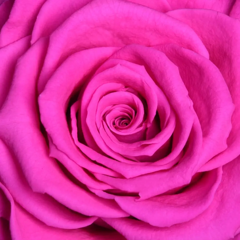 Pink Carousel Roses ORO FOREVER ROSE CAROUSEL – MyForeverRoseUAE - House of Luxury General ...