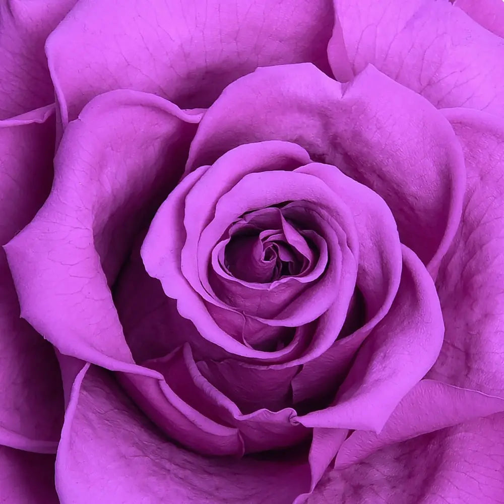 Carousel Roses ORO FOREVER ROSE CAROUSEL – MyForeverRoseUAE - House of Luxury General ...
