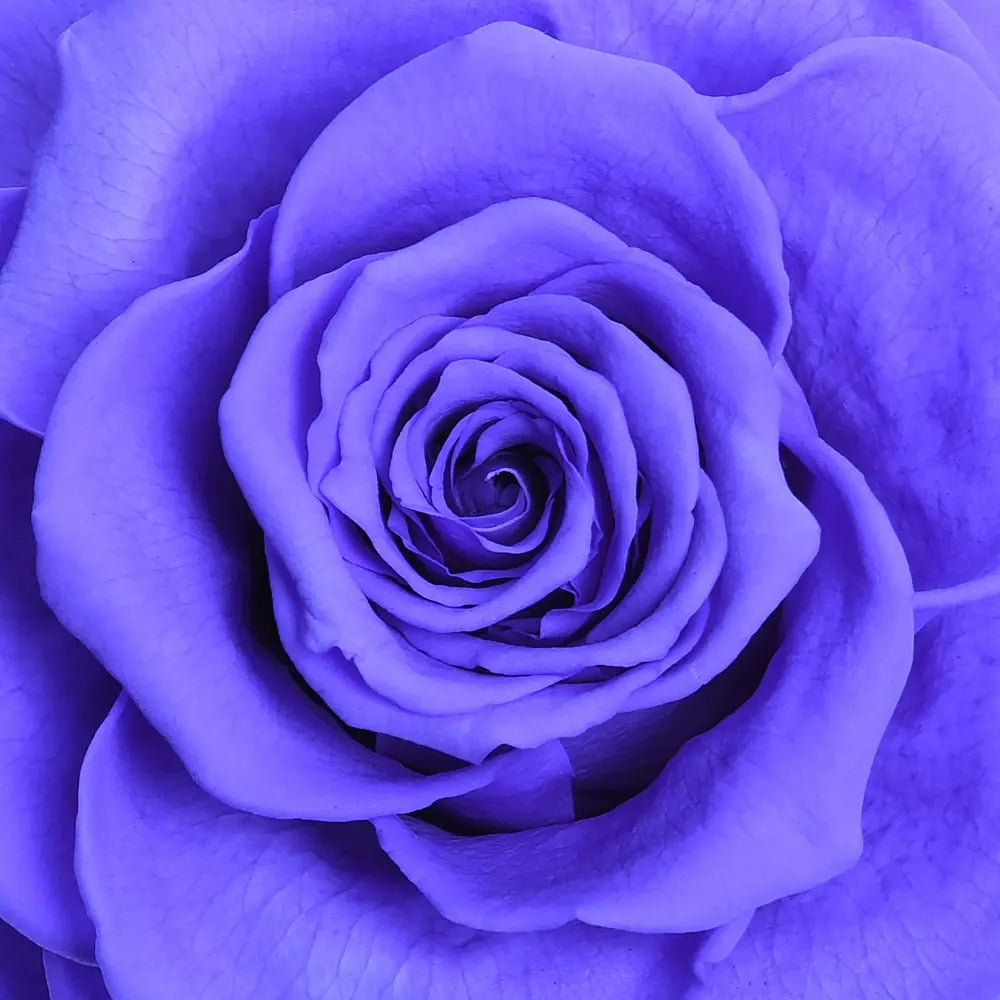Carousel Roses ORO FOREVER ROSE CAROUSEL – MyForeverRoseUAE - House of Luxury General ...
