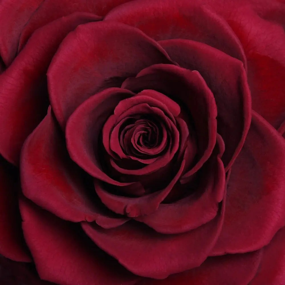 Carousel Roses ORO FOREVER ROSE CAROUSEL – MyForeverRoseUAE - House of Luxury General ...
