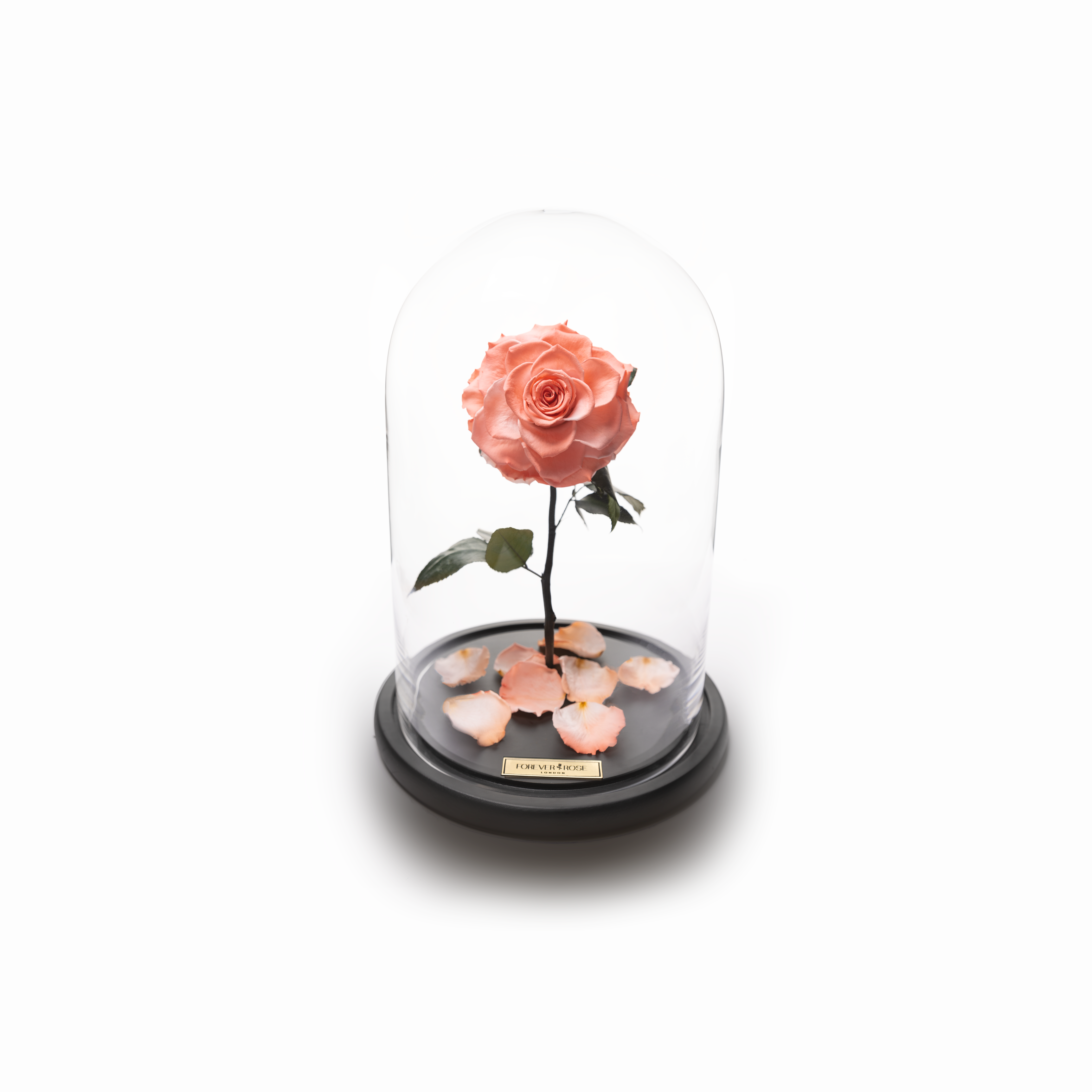 Bella Rose – MyForeverRoseUAE - House of Luxury General Trading LLC