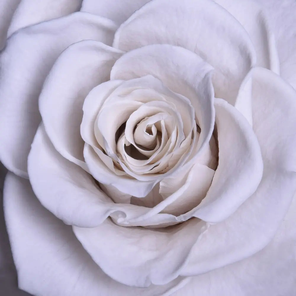 Carousel Roses ORO FOREVER ROSE CAROUSEL – MyForeverRoseUAE - House of Luxury General ...