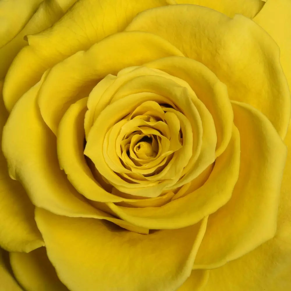 Carousel Roses ORO FOREVER ROSE CAROUSEL – MyForeverRoseUAE - House of Luxury General ...